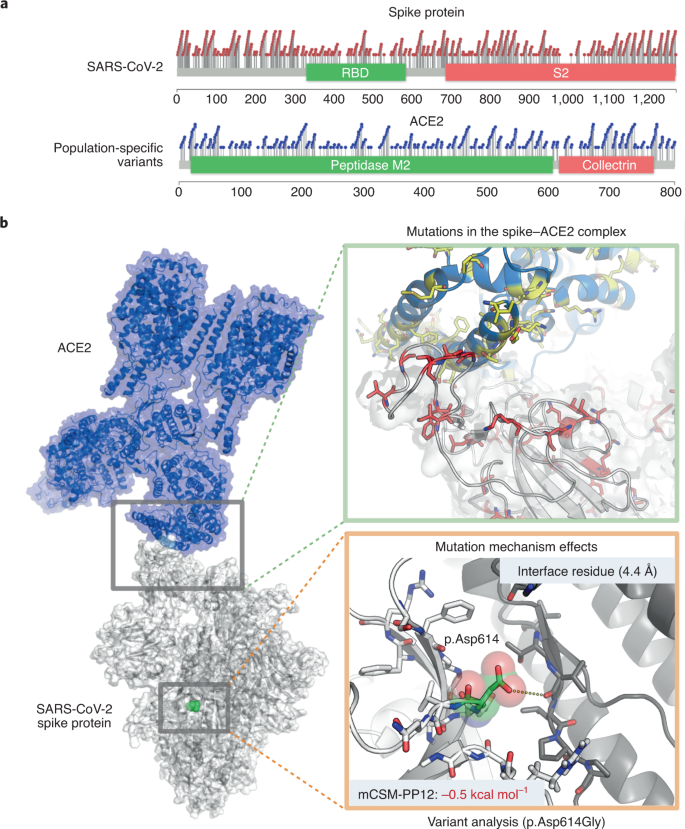 Fig. 1: Population variation across the spike–ACE2 complex.