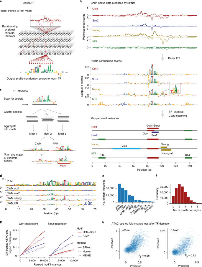 Base Resolution Models Of Transcription Factor Binding Reveal Soft Motif Syntax Nature Genetics