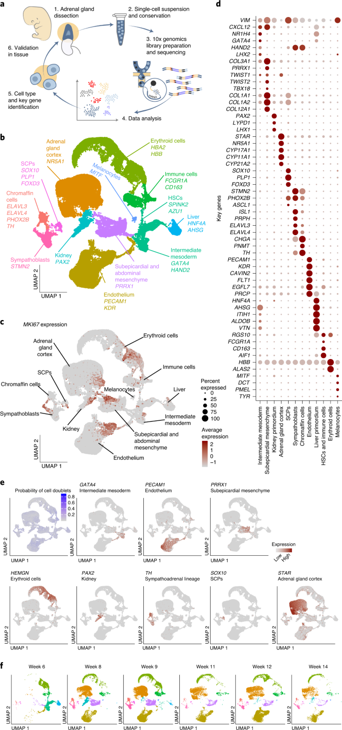 Single Cell Transcriptomics Of Human Embryos Identifies Multiple Sympathoblast Lineages With Potential Implications For Neuroblastoma Origin Nature Genetics Single Cell Transcriptomics Of Human Embryos Identifies Multiple Sympathoblast Lineages With Potential Implications For Neuroblastoma Origin Nature Genetics