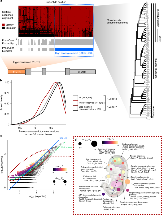 Functional And Structural Basis Of Extreme Conservation In Vertebrate 5 Untranslated Regions Nature Genetics