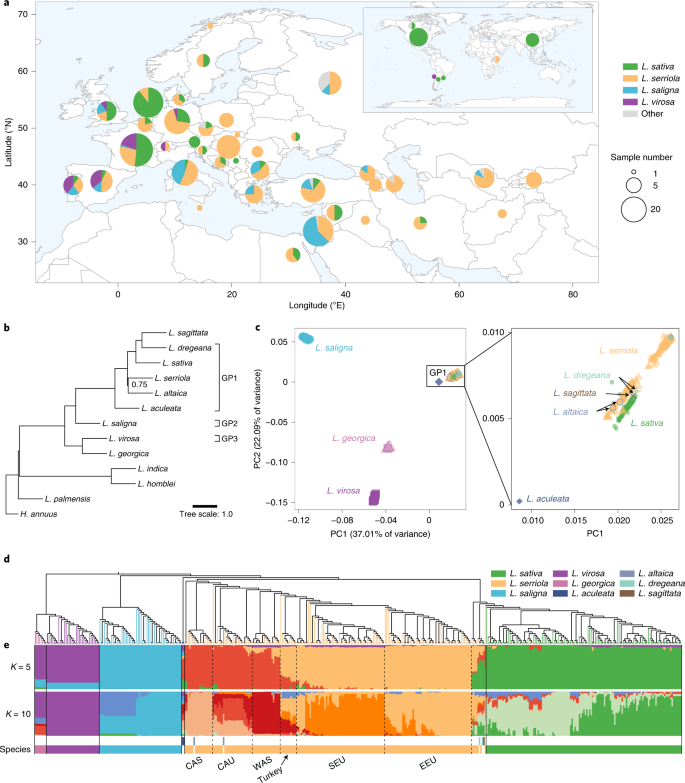 Whole Genome Resequencing Of 445 Lactuca Accessions Reveals The Domestication History Of Cultivated Lettuce Nature Genetics