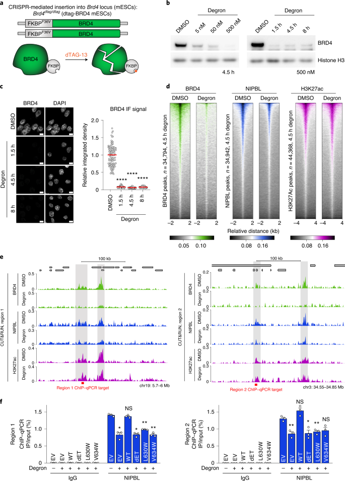 brd4 orchestrates genome folding to promote neural crest differentiation nature genetics