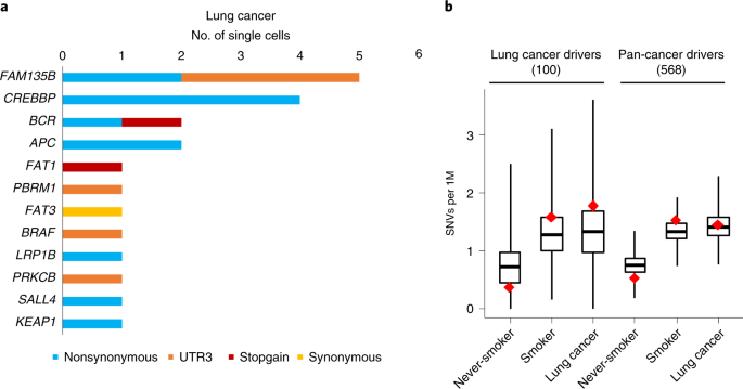 tobacco smoking and somatic mutations in human bronchial epithelium Single-cell analysis of somatic mutations in human bronchial epithelial  cells in relation to aging and smoking