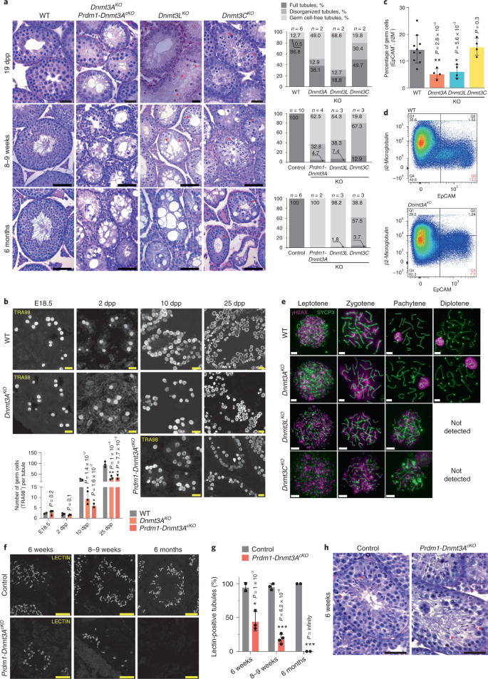 DNMT3A-dependent DNA methylation is required for spermatogonial  