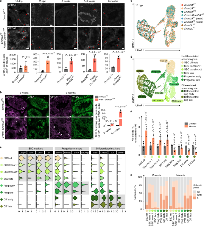DNMT3A-dependent DNA methylation is required for spermatogonial  