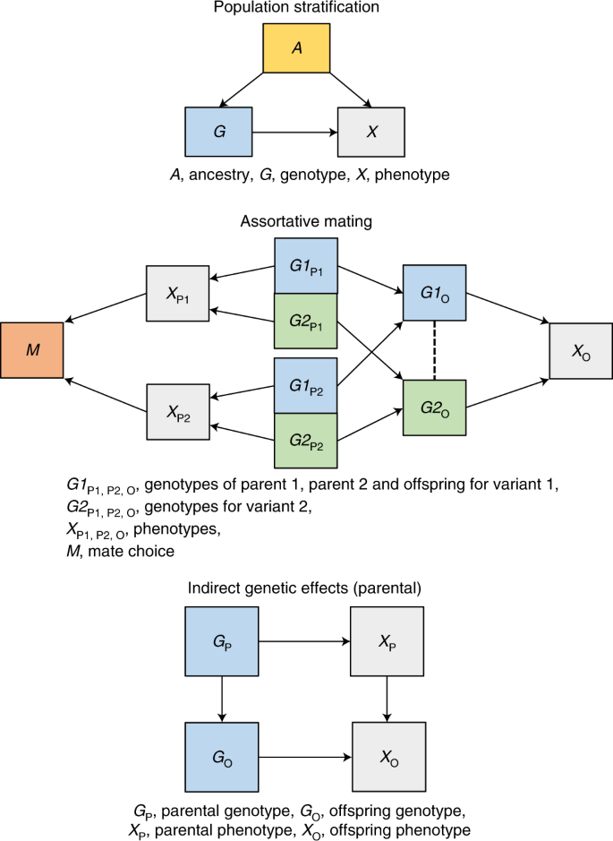 Fig. 1: Demographic and indirect genetic effects.