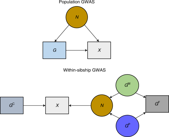 Fig. 2: Population GWAS estimate the association between raw genotypes G and phenotypes X.