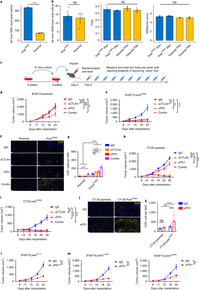 Functional Landscapes Of Pole And Pold1 Mutations In Checkpoint Blockade Dependent Antitumor Immunity Nature Genetics