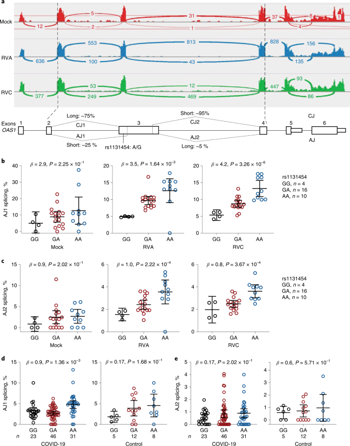 Fig. 4: Splicing of OAS1 exon 3 is associated with 
                        rs1131454
                        
                       alleles.
