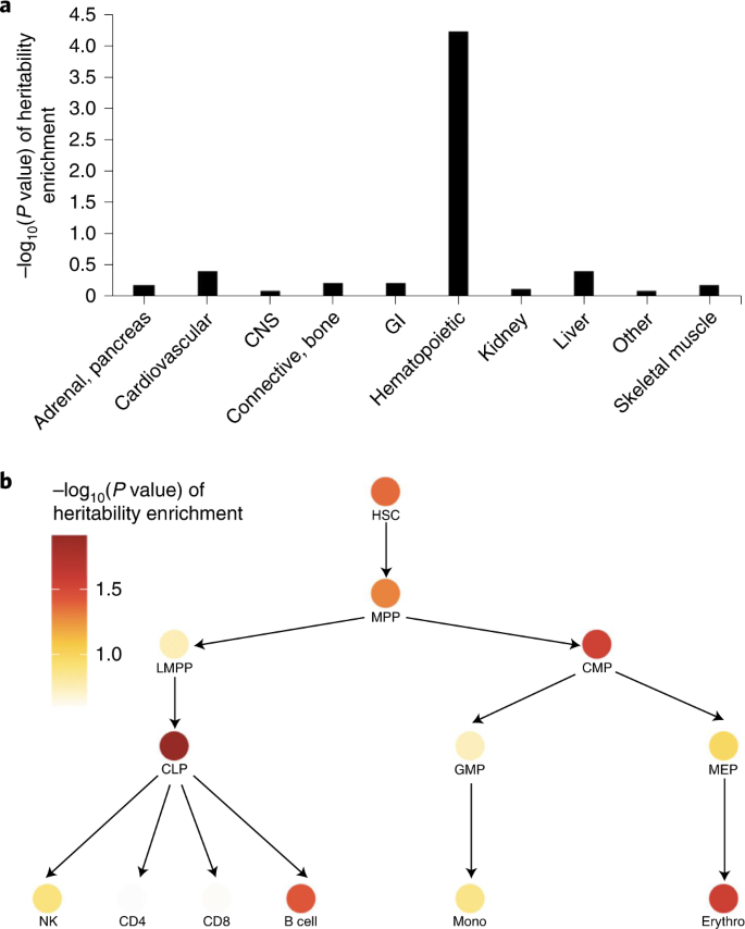 Fig. 3: Cell-type-specific enrichment of the CH polygenic signal.