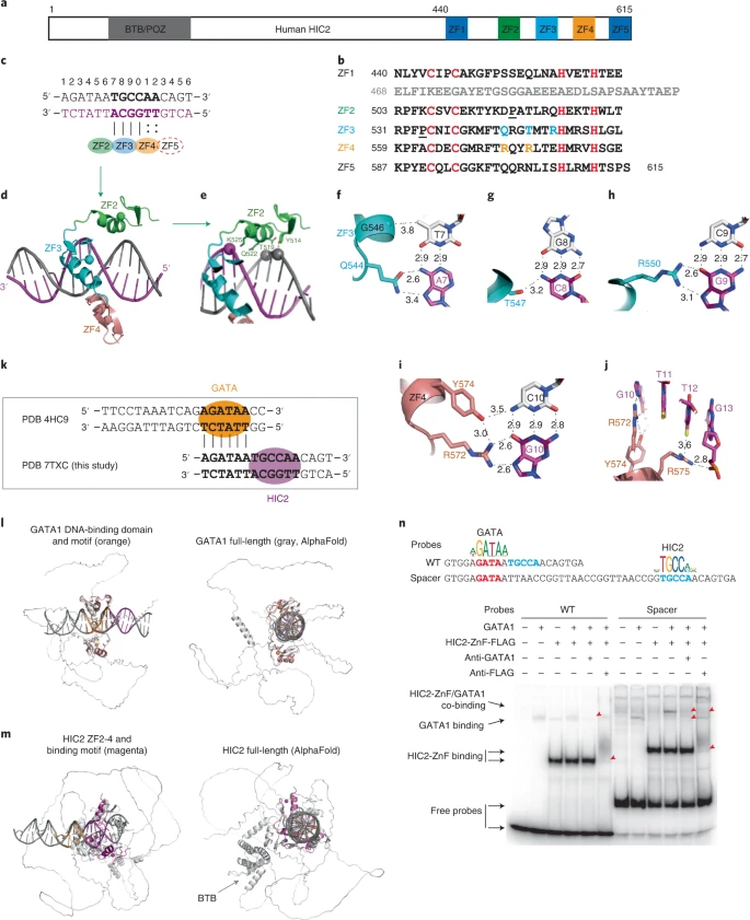 HIC2 controls developmental hemoglobin switching by repressing BCL11A transcription