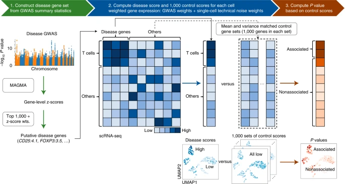 Polygenic enrichment