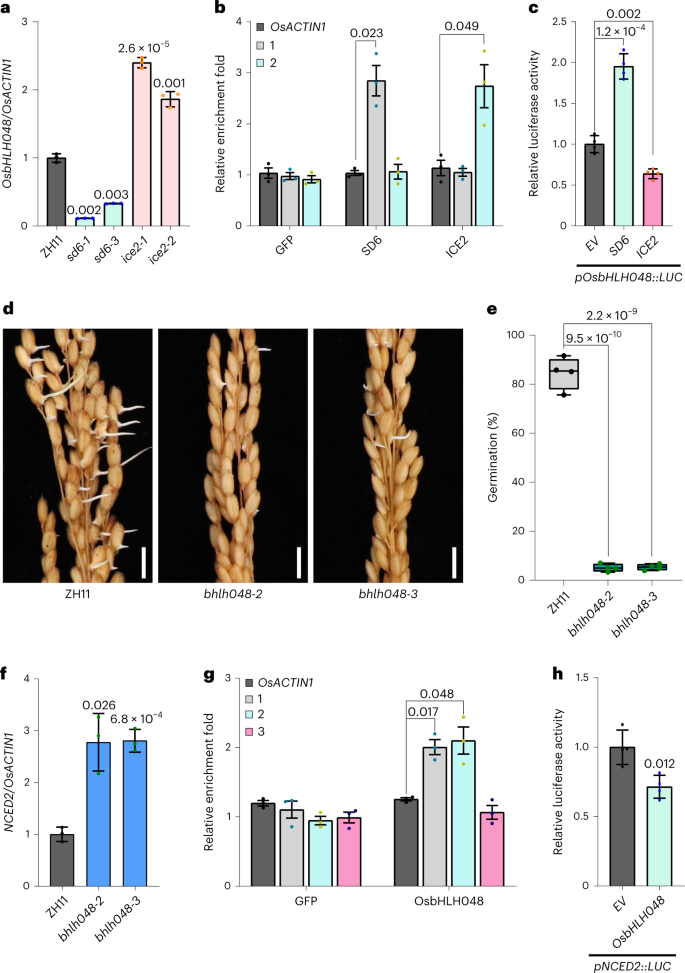 Characterization of hostplant innate immunity from Kharif-II rice cultivars  against rice leaf folder (Cnaphalocrocis medinalis Guen.) via in-situ  screening and physicochemical assays - ScienceDirect