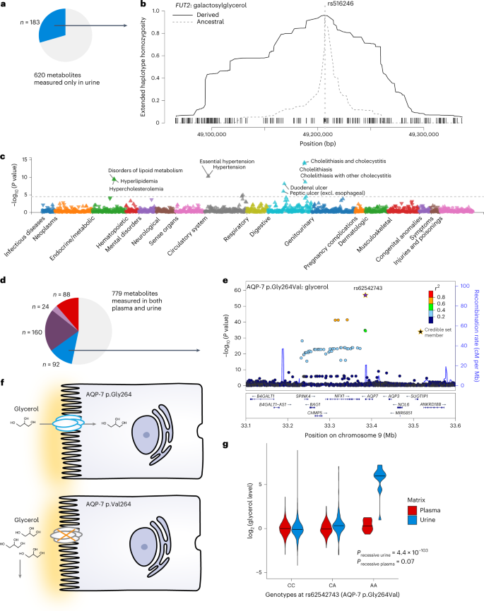 Fig. 5: Urine-specific mQTLs deliver insights into systemic and kidney-specific processes.