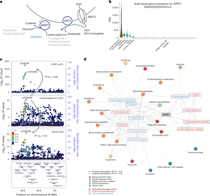 Fig. 8: DPEP1 influences plasma levels of major digestive enzymes.