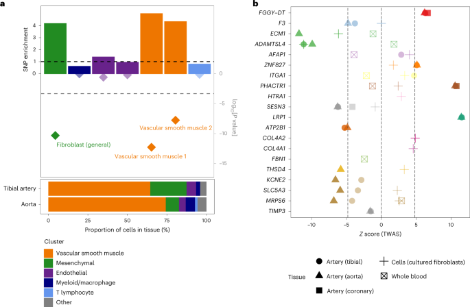 Fig. 2: Enrichment of SCAD SNPs in open chromatin regions from arterial cells and genetically predicted expression changes of nearby genes.
