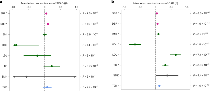 Fig. 4: Mendelian randomization associations between main cardiovascular risk factors and SCAD or CAD.