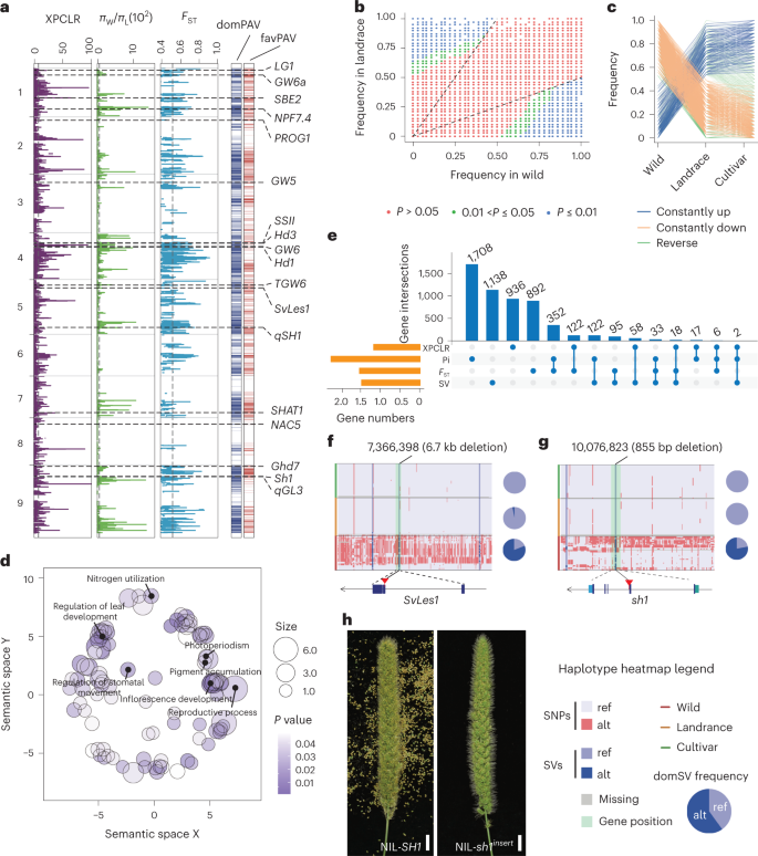 Fig. 4: GS signatures of foxtail millet domestication.