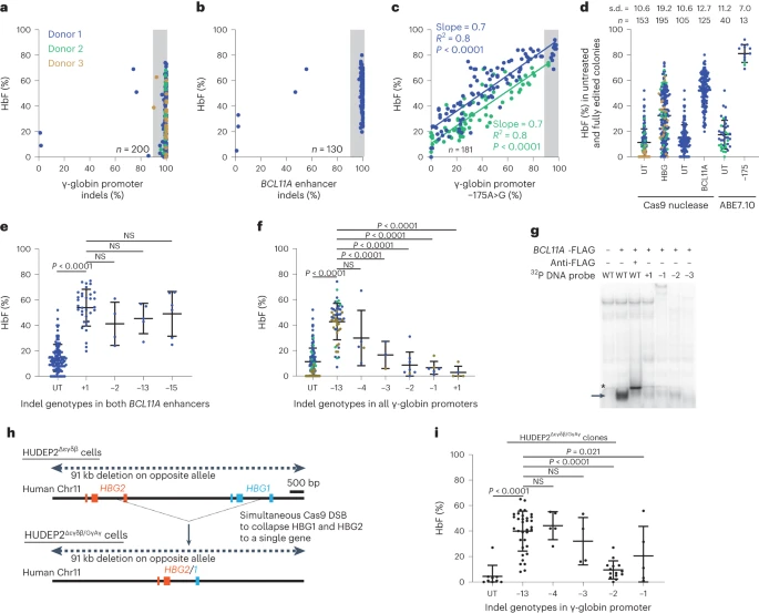 Potent and uniform fetal hemoglobin induction via base editing