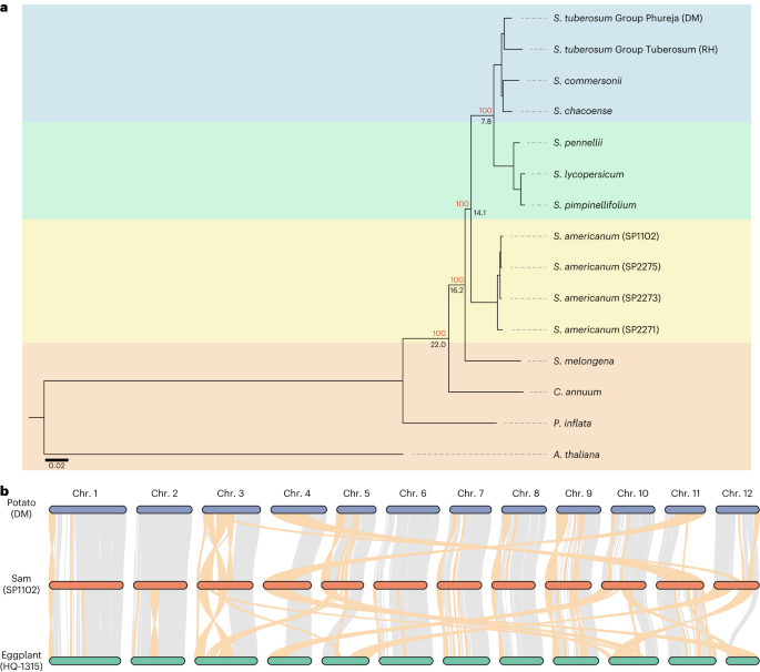 Fig. 1: Genome evolution of Solanum americanum.