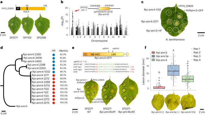 Fig. 4: Identification and characterization of Rpi-amr4 that recognizes PITG_22825.
