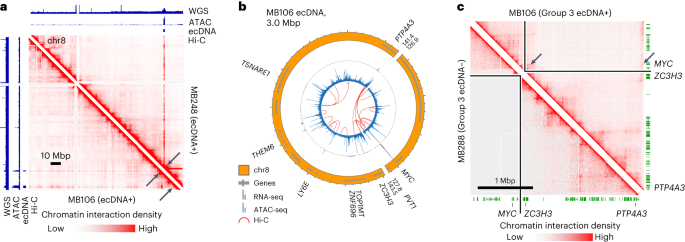 Fig. 4: Chromatin interactions with MYC are rewired in a Group 3 medulloblastoma.