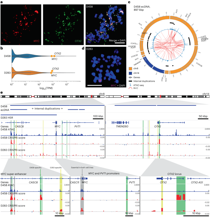 Fig. 5: Enhancer rewiring in medulloblastoma ecDNA affects cell proliferation.