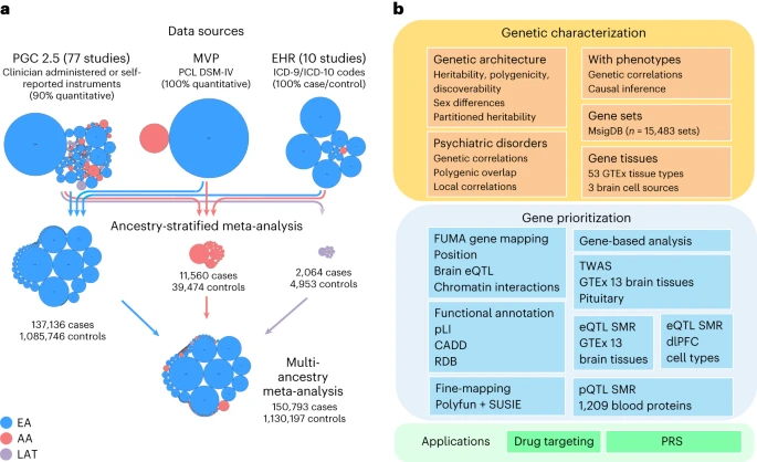  Genome-wide association analyses identify 95 risk loci and provide insights into the neurobiology of post-traumatic stress disorder 