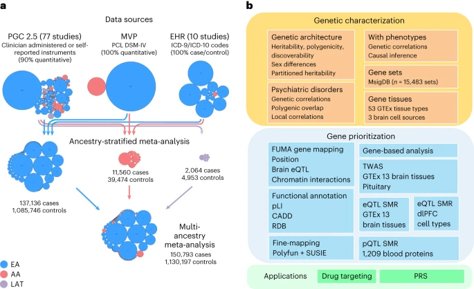 Genome-wide association analyses identify 95 risk loci and provide insights into the neurobiology of post-traumatic stress disorder