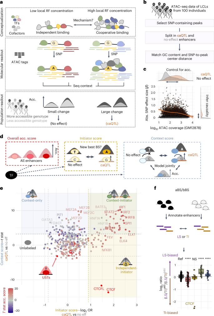 文脈特異的因子が遺伝子の活性を制御する仕組み(How context-specific factors control gene activity)