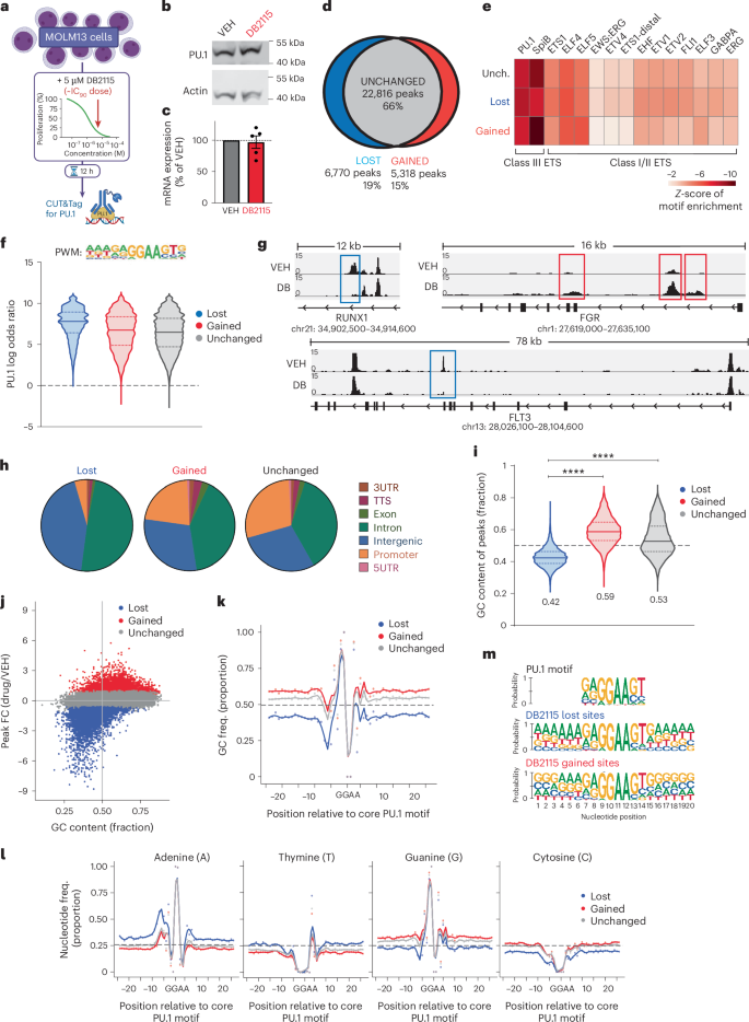 Pharmacological restriction of genomic binding sites redirects PU 
