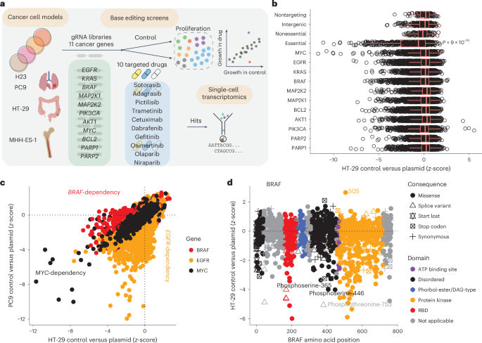 Fig. 1: Base editing screens map functional domains in oncogenes.