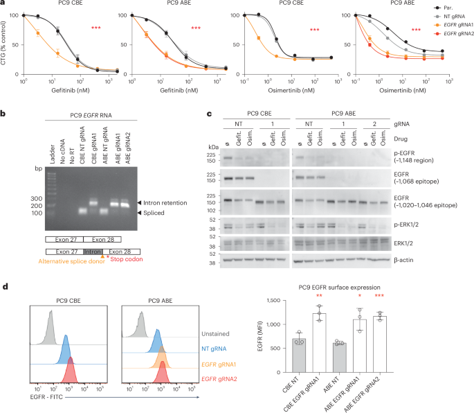 Fig. 6: EGFR C-terminal truncating variants sensitize to EGFR inhibitors.