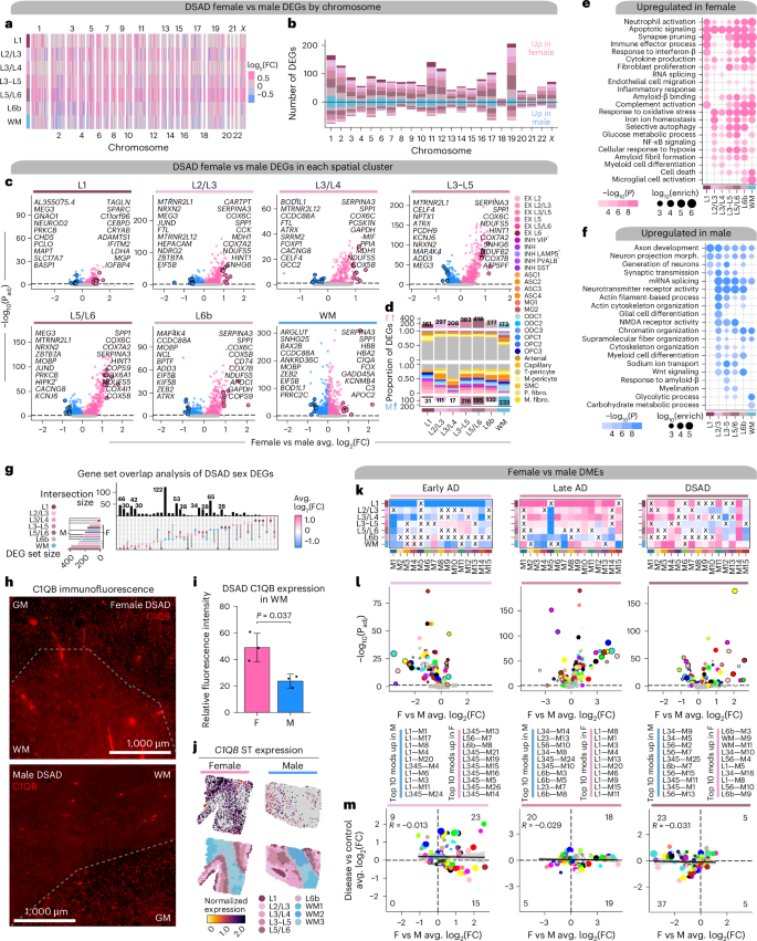 Fig. 4: Sex-related transcriptomic differences in subtypes of AD.
