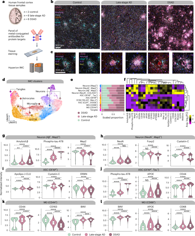 Fig. 5: IMC reveals single-cell spatial proteomic changes in AD.
