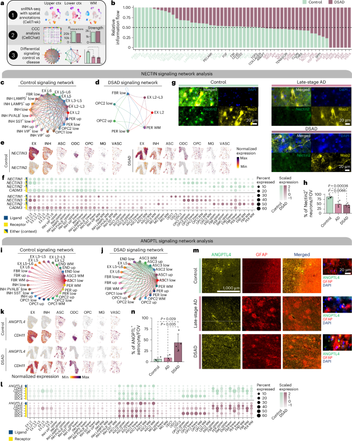Fig. 6: Altered cell–cell communication signaling networks in DSAD.