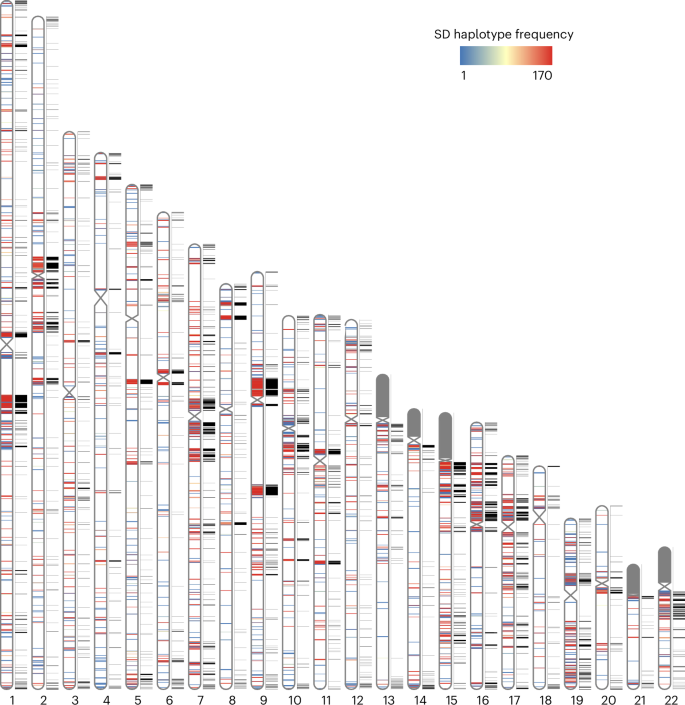 Fig. 1: Pangenome representation of human SDs.