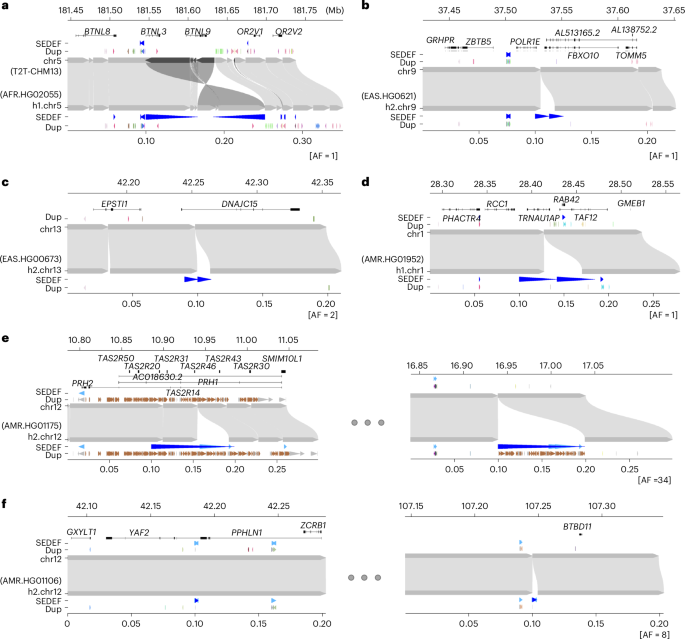 Fig. 4: Examples of clustered and interspersed (>1 Mb apart) SDs associated with genes.