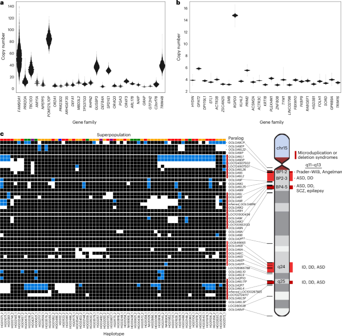 Fig. 5: Variable copy number of duplicated genes.
