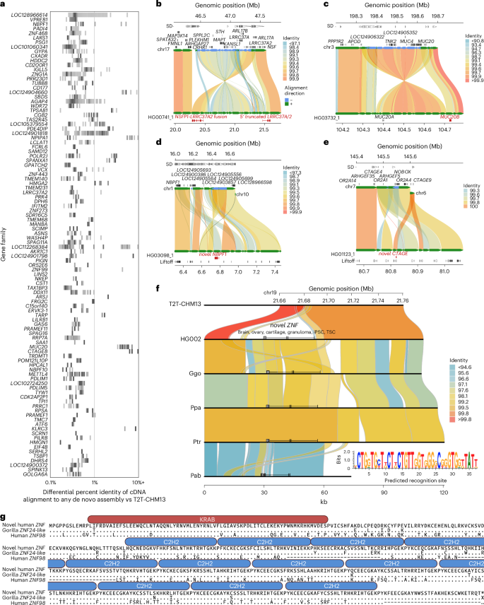 Fig. 7: Discovery of novel genes and transcripts in rare and polymorphic SD regions.
