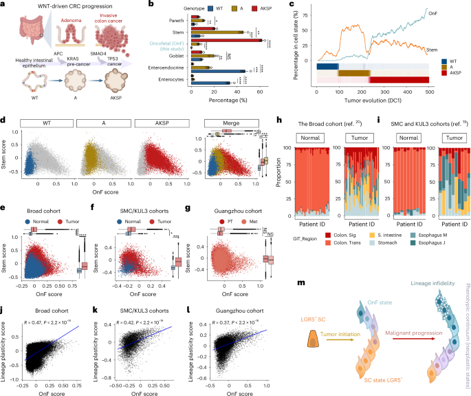 Fig. 1: Evolution of neoplastic cell states during CRC progression.