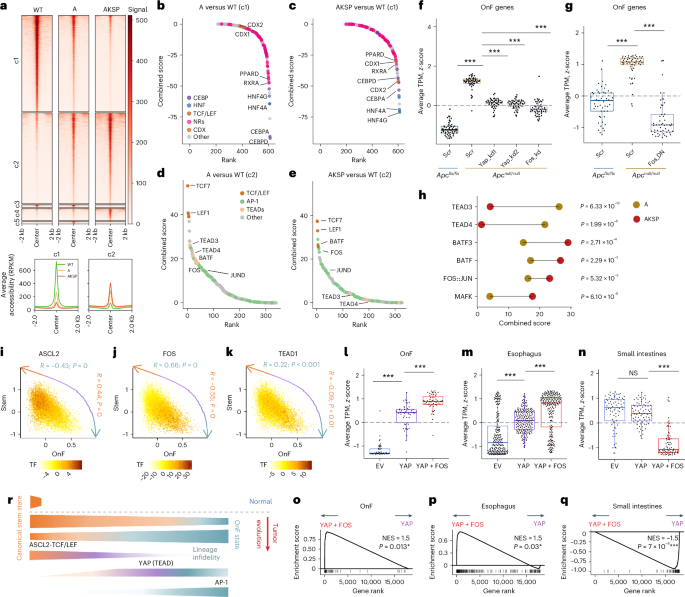 Fig. 2: Distinct roles of YAP and AP-1 in OnF reprograming during CRC evolution.