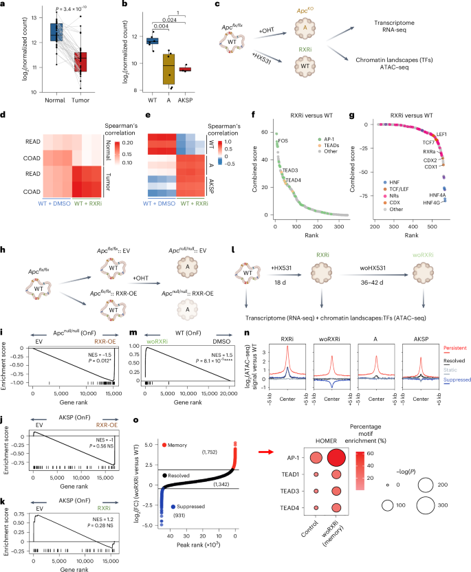 Fig. 3: Deregulation of an APC–RXR regulatory axis during tumor initiation establishes an OnF memory.