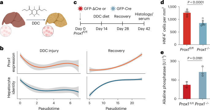 Fig. 3: PROX1 is necessary during liver regeneration.