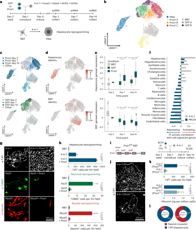 Fig. 4: PROX1 promotes hepatocyte cell fate via multilineage repression.