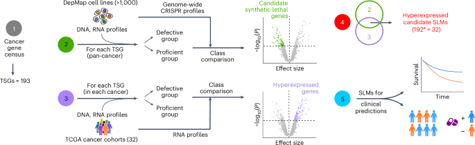Fig. 1: Overview of SYLVER and application to known TSGs using pan-cancer CRISPR–Cas9 screens and patient studies.