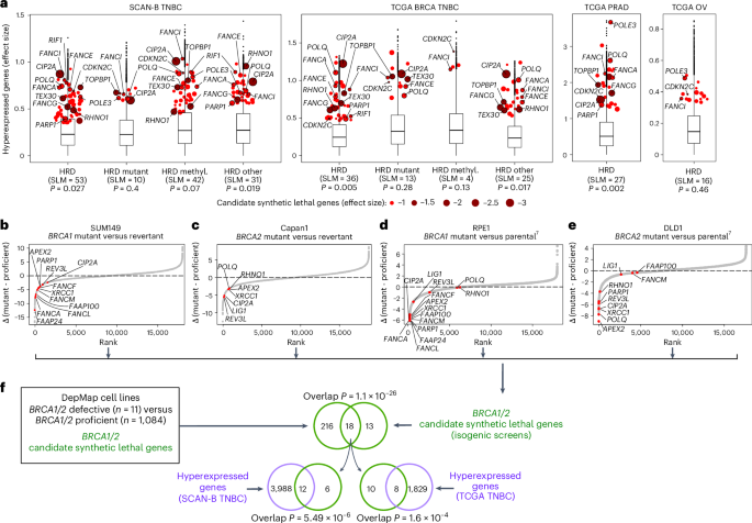 Fig. 3: Synthetic lethal effects associated with HR deficiency and their validation in isogenic screens.