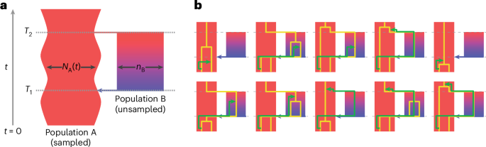 Fig. 1: The structured ancestry model used by cobraa.