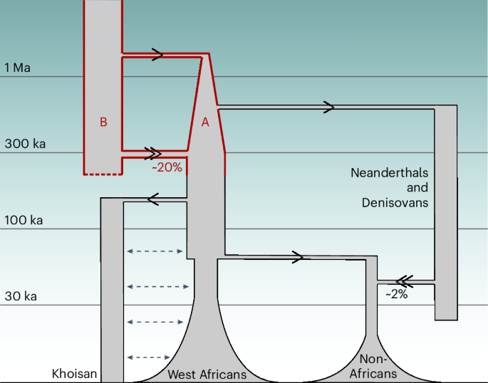 Fig. 6: A simplified model of human demographic history, as inferred by cobraa.