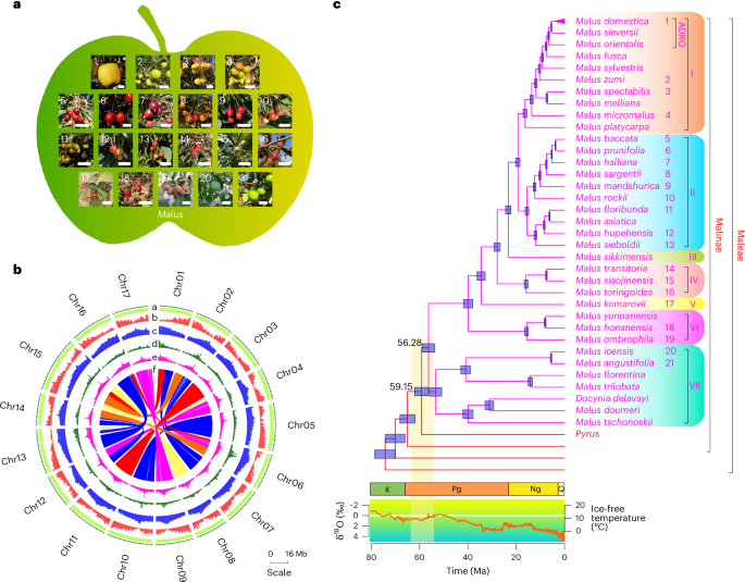 Fig. 1: The Malus evolutionary landscape based on phylogenomics.